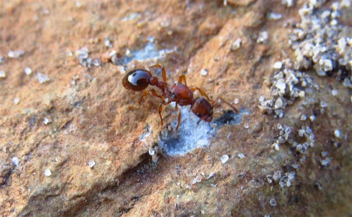 Myrmica sp., regina (Formicidae)